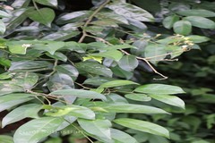 Xanthophyllum flavescens